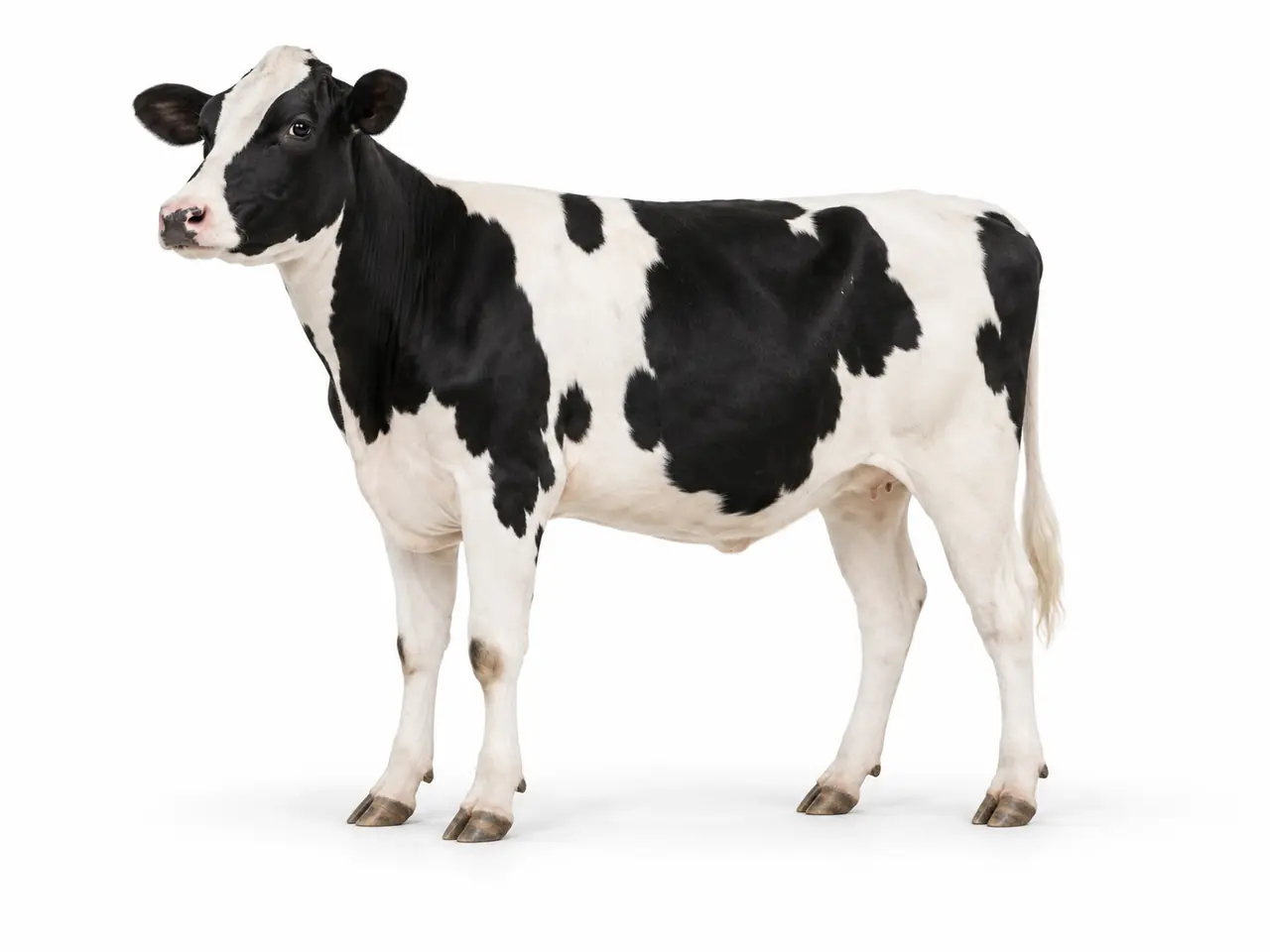 Illustration générée d’une génisse Holstein sur fond blanc